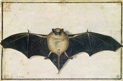 Bat, 1522 by Albrecht Dürer